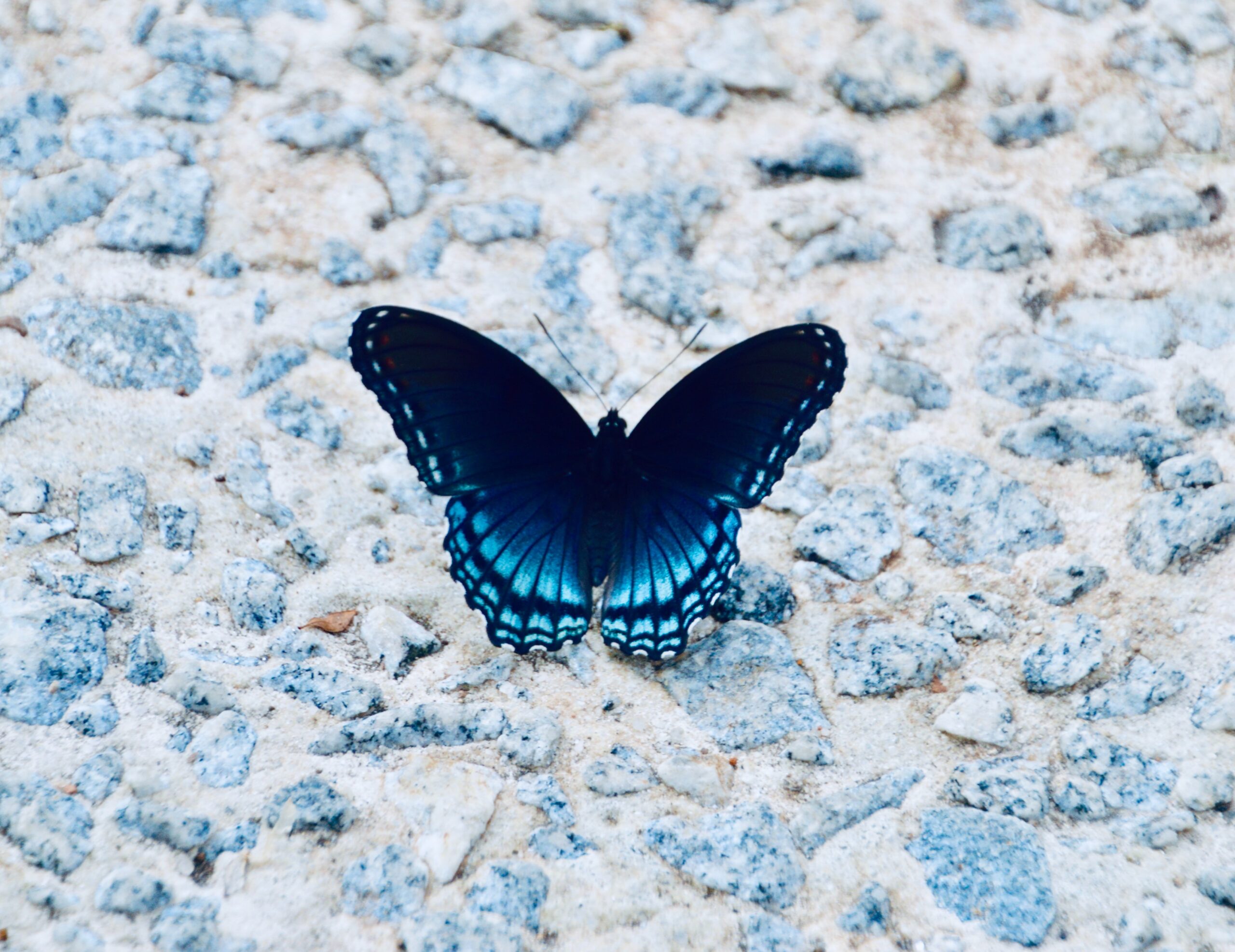 Ein Blauer Schmetterling auf Kies. Der Schmetterling hat eine ähnliche Form wie die menschliche Schildrüse.